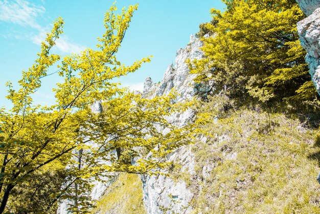 Wielkie góry Fatra ze szczytu Sip Słowacja Letnie naturalne miejsce do wędrówek w pobliżu Dolnego Kubina