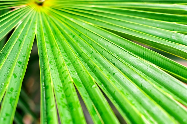Wielkiego tropikalnego zieleni mokry liść drzewko palmowe gałąź po podeszczowego zbliżenia w dżungli, tło tekstura z liniami z kopii przestrzenią.