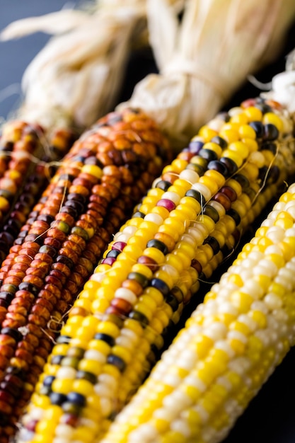 Zdjęcie wielobarwna kukurydza indyjska wykonana do dekoracji na święto dziękczynienia.