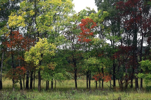 wielobarwne liście gałęzie w tle, abstrakcyjny widok niewyraźnej tapety
