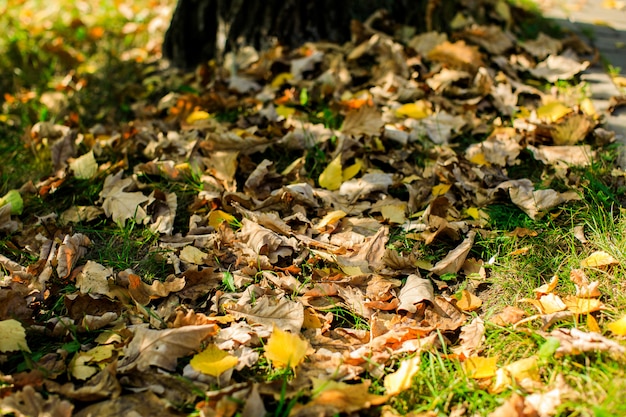 Wielobarwne liście klonu leżą na trawie.