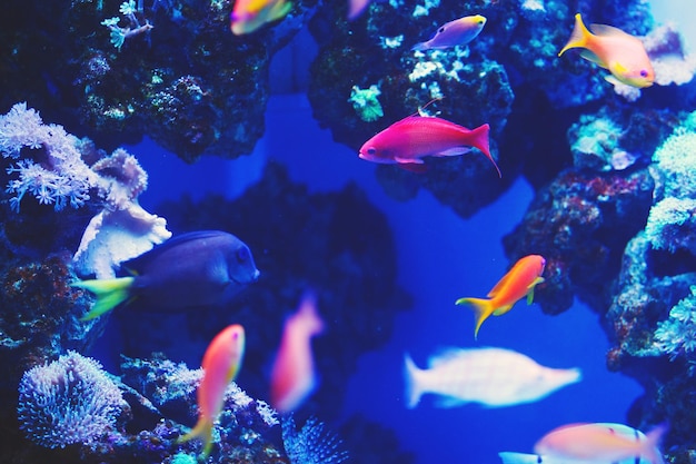 Wielobarwne ryby akwariowe rafy koralowej, glony i koralowce w ciemnoniebieskiej wodzie w centrum oceanicznym.