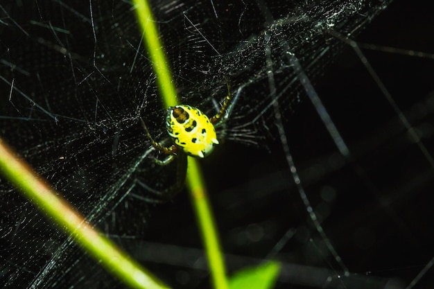 Wielobarwny Pająk Argiope ma wyraźnie ubarwiony brzuch