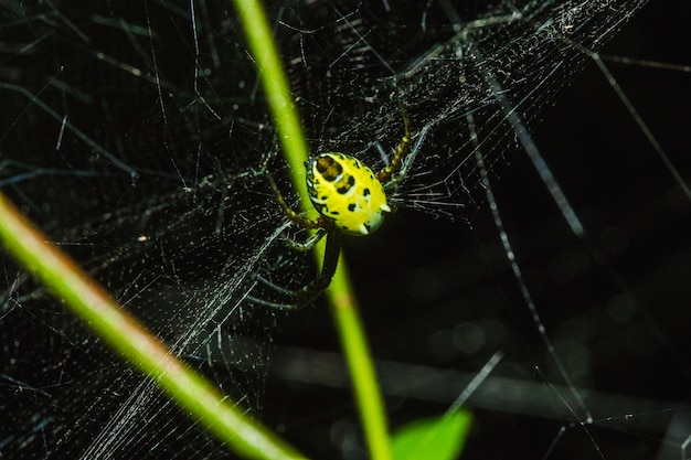 Wielobarwny Pająk Argiope ma wyraźnie ubarwiony brzuch