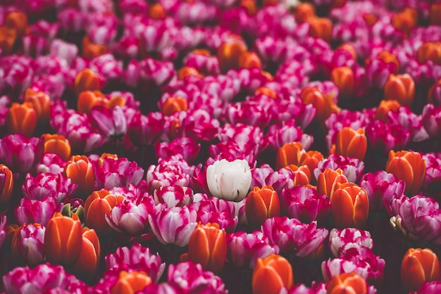 Zdjęcie wielobarwny pole tulipanów w holandii