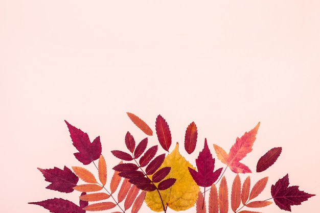 Wielobarwny zestaw jesiennych liści na różowym pastelowym tle Koncepcja Witam jesień