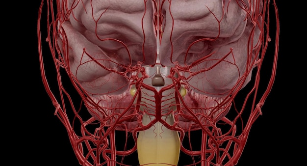 Zdjęcie wielobok lub krąg willisa to anastomoza, która dostarcza krew do mózgu i otaczających go tkanek