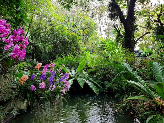 Zdjęcie wielokolorowa orchidea w ogrodzie