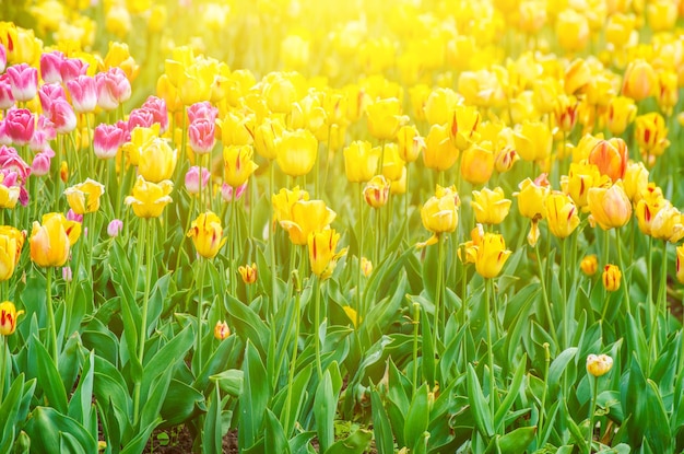 Wielokolorowe kwiaty tulipanów