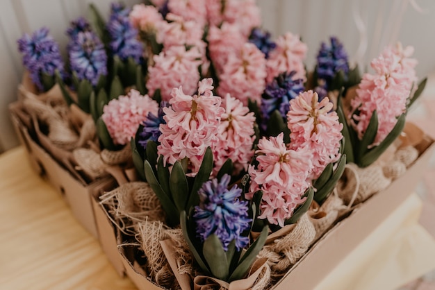 Wielokolorowe różowe, niebiesko-fioletowe wiosenne kwiaty lawendy w papierowych doniczkach na stole w pudełku prezentowym