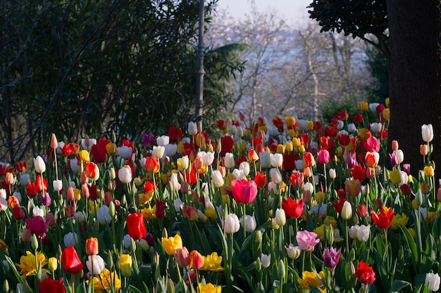 Wielokolorowe tulipany kwitnące w parku