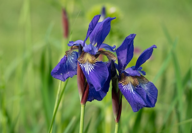 Wieloletnia roślina kłączowa z rodziny Iris Iridaceae