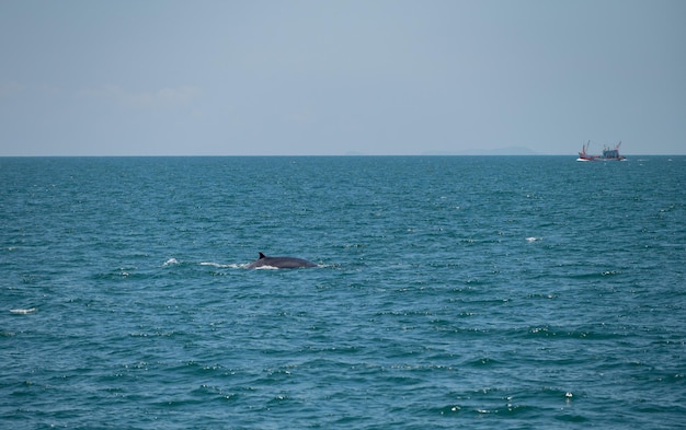 Wieloryb bruda pływający w morzu