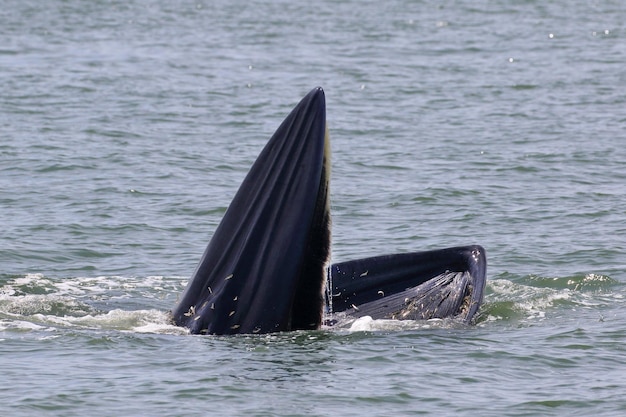 Wieloryb Bryde'a żywi się małymi rybami w Zatoce Tajlandzkiej.