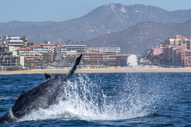 Zdjęcie wieloryb garbaty uderza ogonem przed łodzią obserwującą wieloryby w cabo san lucas, meksyk, baja california sur