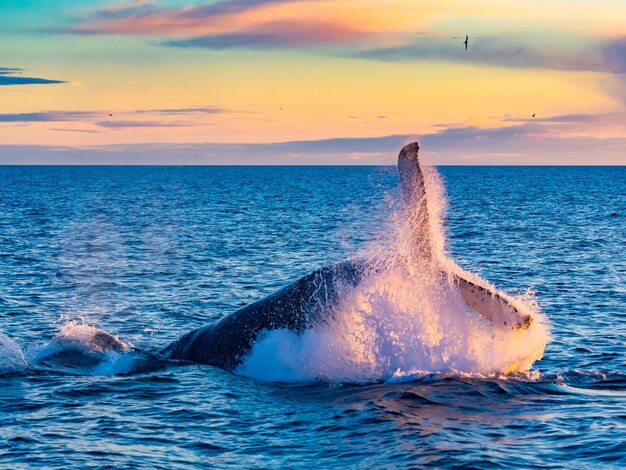 Zdjęcie wieloryb grzbietowy pływający w morzu podczas zachodu słońca