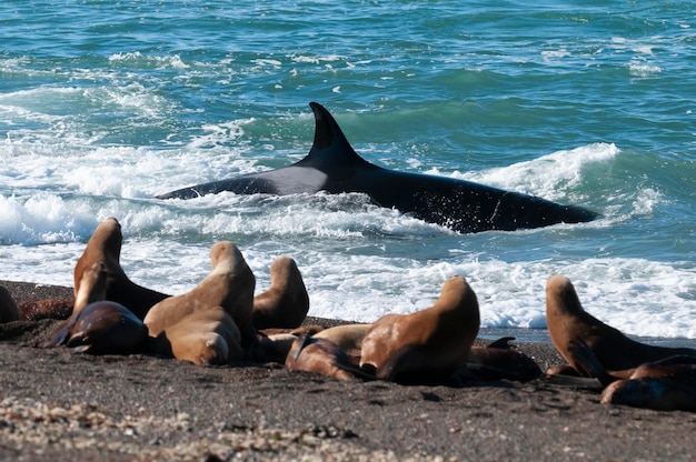 Wieloryb zabójca polujący na lwów morskich na wybrzeżu Paragonii Patagonia Argentyna