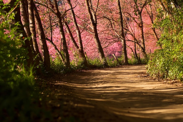 Wiersz dzikiego różowego drzewa sakura kwitnie w pobliżu wiejskiej drogi w Chiang Mai w Tajlandii.