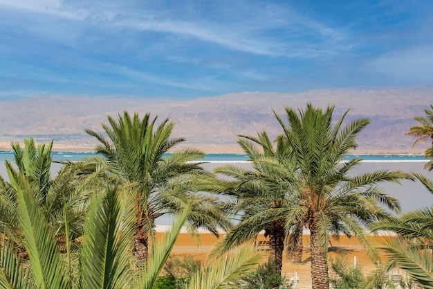 Wiersz palm z zielonymi dużymi liśćmi na tle wysokich gór i błękitnego nieba w Izraelu Morza Martwego Piękny krajobraz palmy nad morzem Tropikalne wakacje nad morzem