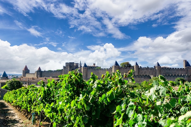 Wiersz Winorośli W Winnicach Szampana Na Tle Carcassonne We Francji