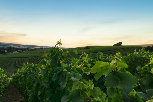 Wiersz Winorośli W Winnicach Szampana W Montagne De Reims, Reims, Francja