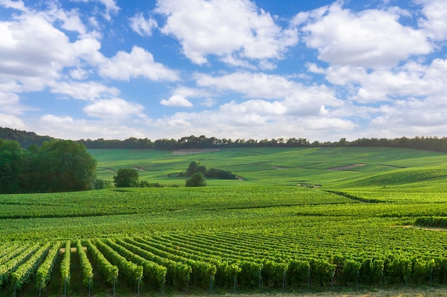 Wiersz Winorośli W Winnicach Szampana W Montagne De Reims, Reims, Francja