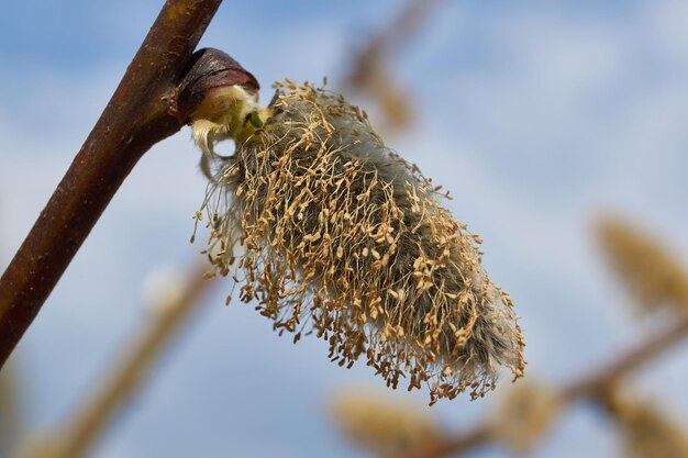 Wierzba łacińska Salix zakwitła, zakwitły kwiatostany kolczyków