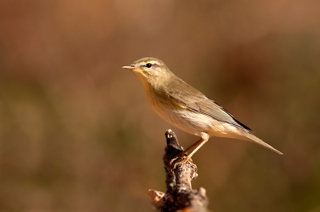 Wierzbówka, Phylloscopus Trochilus, Ptak, Ptak śpiewający