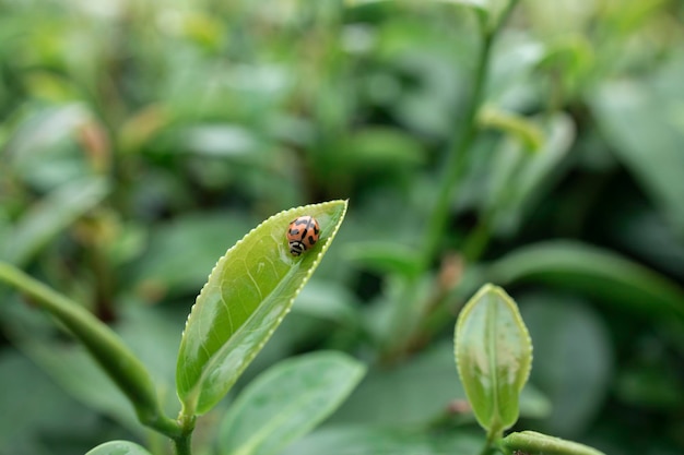 Wierzchołek liści zielonej herbaty na porannej plantacji herbaty