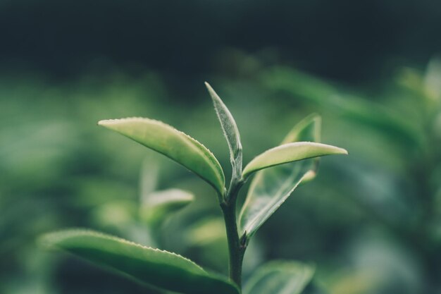 Wierzchołek liści zielonej herbaty na porannej plantacji herbaty