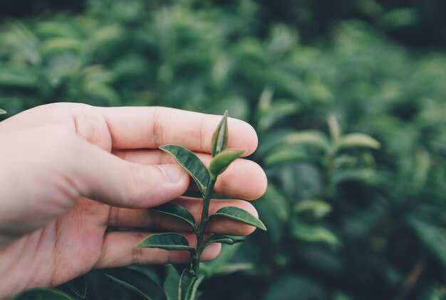 Wierzchołek liści zielonej herbaty na porannej plantacji herbaty