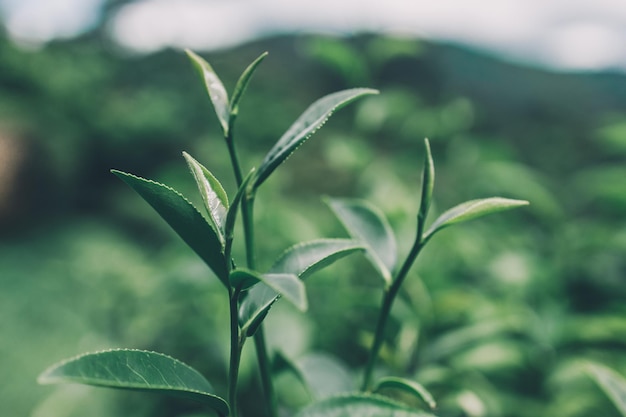 Wierzchołek liści zielonej herbaty na porannej plantacji herbaty