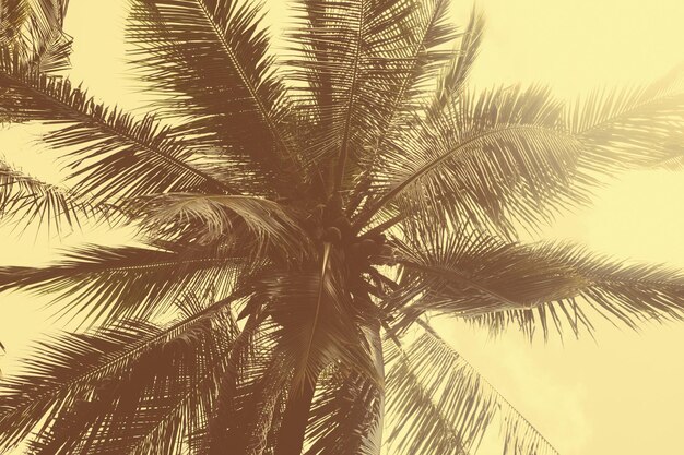 Wierzchołek palmy na tle nieba w ciepłym tonowaniu w stylu vintage. Szablon tekstu