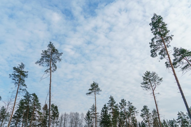 Wierzchołki drzew w lesie na tle błękitnego nieba w letni dzień Wycinanie drzew i krzewów Wylesianie na Syberii Samotne drzewa na polanie po wycięciu