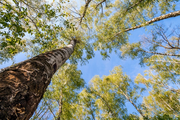 Wierzchołki drzew z zielonymi liśćmi w lesie i niebieskim niebie wiosną lub latem