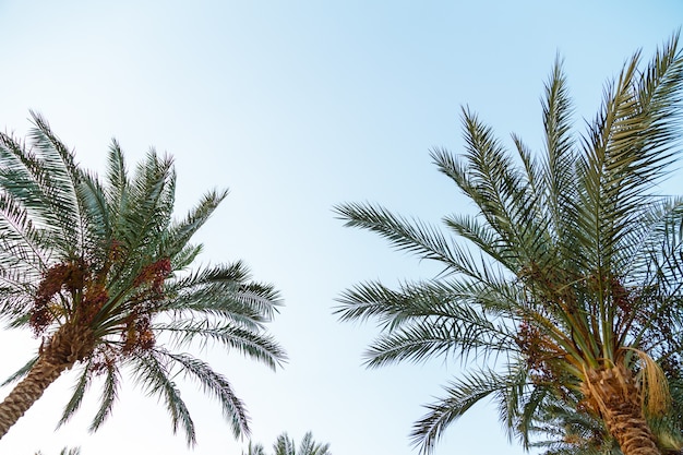 Wierzchołki palm daktylowych na tle jasnego nieba.