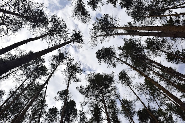 Wierzchołki sosen na tle błękitnego nieba Region Uljanowsk Rosja