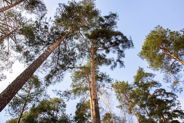 Wierzchołki wysokich sosen na tle błękitnego nieba