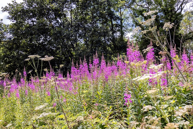 Wierzchowiec (epilobium Angustifolium) Kwitnący W Pobliżu Akweduktu Pontcysyllte, Froncysyllte, Wrexham