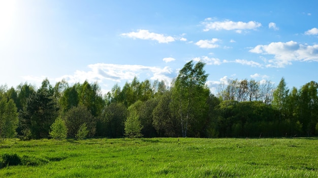 Wieś pole z zieloną trawą i drzewami wygiętymi przez silny wiatr Słoneczny letni krajobraz