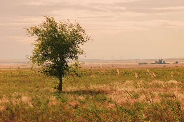 Wieś widok samotne drzewo w polu