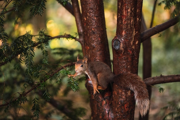 Zdjęcie wiewiórka czerwona przygotowuje się do skoku sciurus vulgaris campo grande valladolid hiszpania