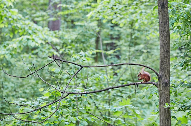 Wiewiórka gryzie orzech na gałęzi drzewa
