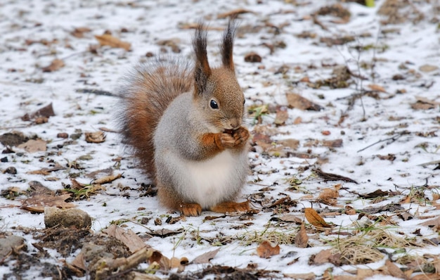 Zdjęcie wiewiórka jedząca nasiona sciurus vulgaris