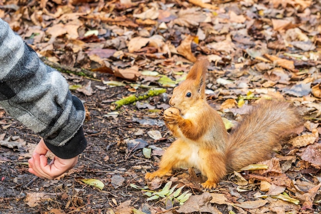 Wiewiórka jedząca orzechy z ręki i żółte liście na tle zwierząt w parku