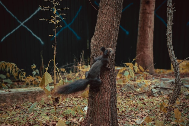 Wiewiórka na drzewie w parku