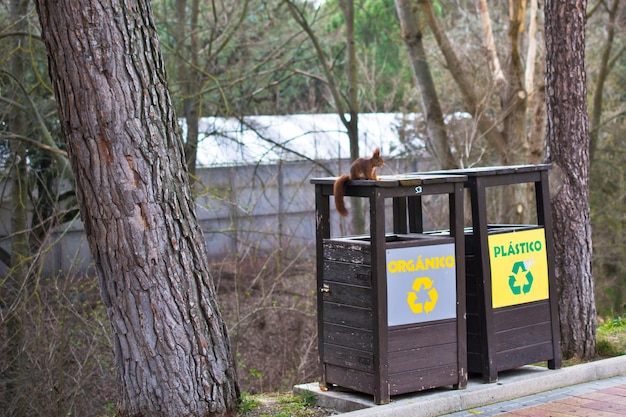 Wiewiórka na koszu na śmieci pośród drzew.
