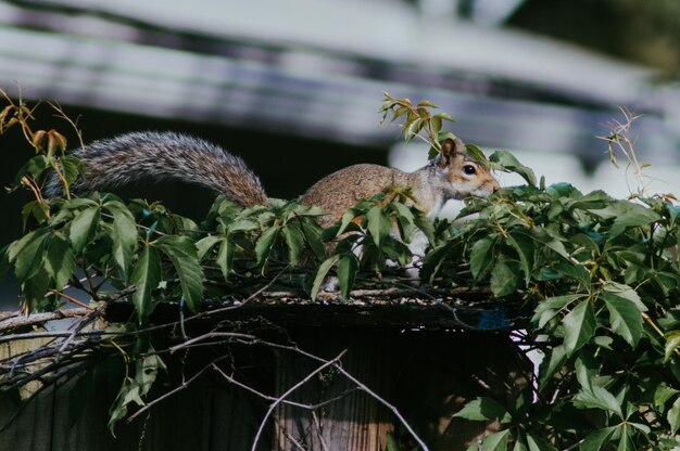 Zdjęcie wiewiórka na ogrodzeniu