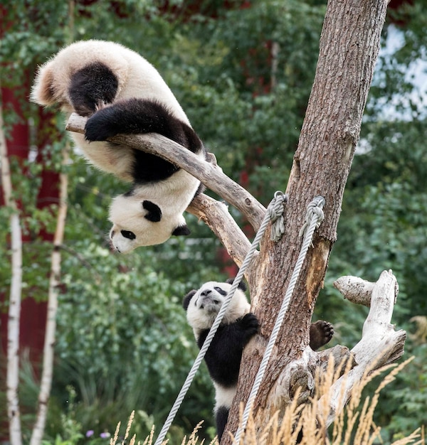 Zdjęcie wiewiórka na pniu drzewa w zoo