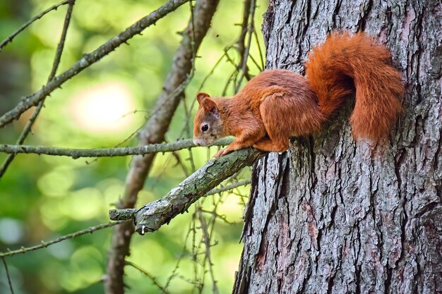 Zdjęcie wiewiórka na pniu drzewa